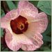 Суданская роза (гибискус, розелла)