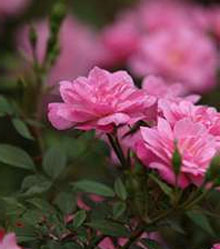 Роза китайская (Rosa chinensis minima)