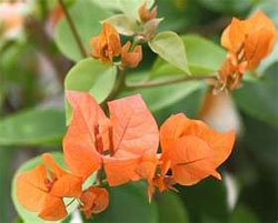 Цветки оранжевой бугенвиллии