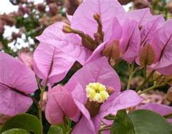 Цветки розовая бугенвиллия