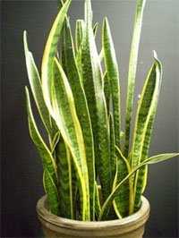 Сансевиерия трехполосная (Sansevieria trifasciata laurentii)
