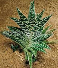 Алоэ пестрое (Aloe variegata)