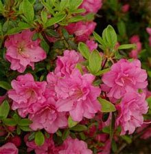 Рододендрон тупой, или Азалия японская (Rhododendron obtusum)