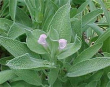 Шалфей лекарственный (Salvia officinalis)