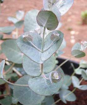 Как заварить листья эвкалипта для ингаляций?